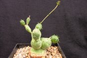 Euphorbia globosa