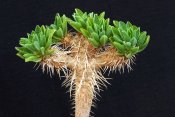 Euphorbia guillauminiana