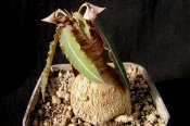 Euphorbia labatii