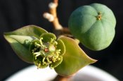 Euphorbia maritae