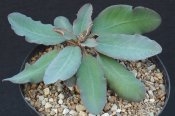 Euphorbia moratii