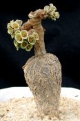 Euphorbia primulifolia var. begardii