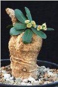 Euphorbia primulifolia var. subapoda