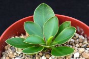 Euphorbia quartziticola