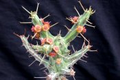 Euphorbia schizacantha