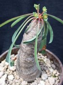 Euphorbia silenifolia