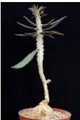 Euphorbia suzannae-marnireae