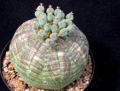 Euphorbia symmetrica