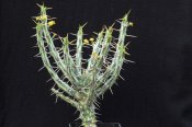 Euphorbia xyllacantha