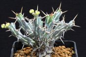 Euphorbia xyllacantha