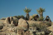 Joshua Tree National Park, California