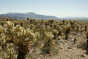 Joshua Tree National Park, California