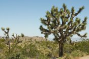 Joshua Tree National Park, California