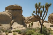 Joshua Tree National Park, California