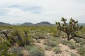 Mojave National Preserve, California