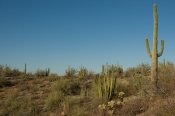 Organ Pipe Cactus National Monument, Arizona