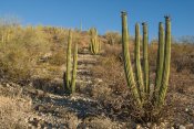 Organ Pipe Cactus National Monument, Arizona