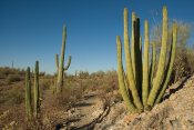 Organ Pipe Cactus National Monument, Arizona