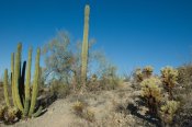 Organ Pipe Cactus National Monument, Arizona