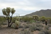 Usery Mountain Regional Park, Arizona