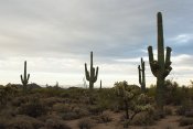 Usery Mountain Regional Park, Arizona