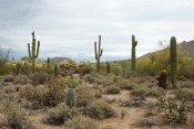 Usery Mountain Regional Park, Arizona