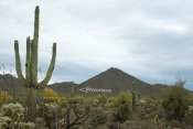 Usery Mountain Regional Park, Arizona