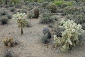 Usery Mountain Regional Park, Arizona