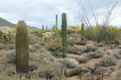 Usery Mountain Regional Park, Arizona